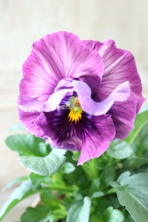 画像1: Fee des neiges Crepe "フェデネージュ クレープ" No.115