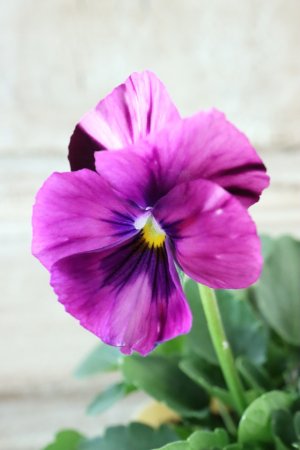 画像3: 絞り咲きビオラ evolve "stripe"~エボルベ ストライプ~ No.18