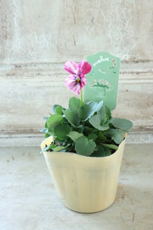 画像4: 絞り咲きビオラ evolve "stripe"~エボルベ ストライプ~ No.7