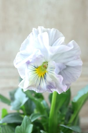 画像3: Fee des neiges Crepe "フェデネージュ クレープ" No.114