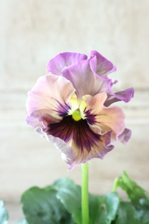 画像1: Fee des neiges~Monet Meules~ "フェデネージュ ~モネ 積みわら~" No.91