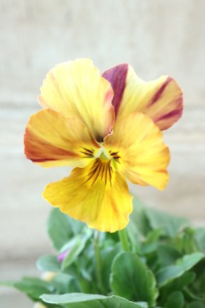 画像3: 絞り咲きビオラ evolve "stripe"~エボルベ ストライプ~ No.24