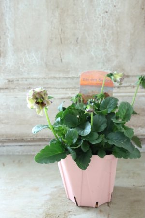 画像5: Fee des neiges~Monet Meules~ "フェデネージュ ~モネ 積みわら~" No.96