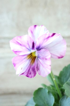 画像2: 絞り咲きビオラ evolve "stripe"~エボルベ ストライプ~ No.20