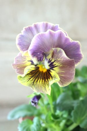 画像1: Fee des neiges~Bonne Soiree~ "フェデネージュ ~ボンソワレ~" No.77