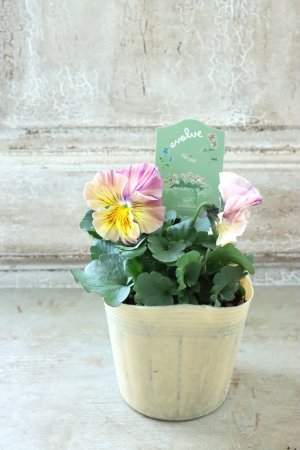 画像4: 絞り咲きビオラ evolve "stripe"~エボルベ ストライプ~ No.26