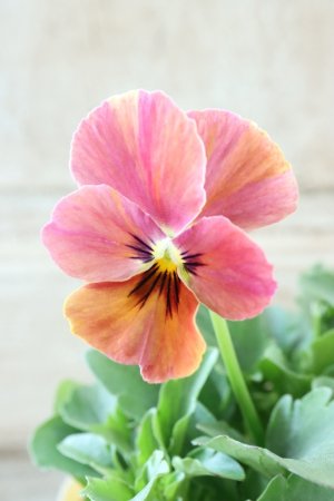 画像1: 絞り咲きビオラ evolve "stripe"~エボルベ ストライプ~ No.35