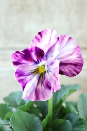 画像3: 絞り咲きビオラ evolve "stripe"~エボルベ ストライプ~ No.6