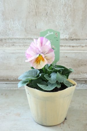 画像4: 絞り咲きビオラ evolve "stripe"~エボルベ ストライプ~ No.38