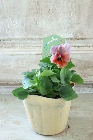 画像4: 絞り咲きビオラ evolve "stripe"~エボルベ ストライプ~ No.37