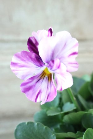 画像1: 絞り咲きビオラ evolve "stripe"~エボルベ ストライプ~ No.17