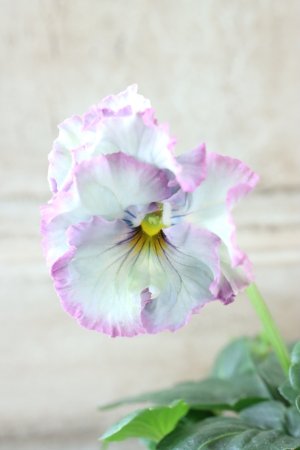 画像3: Fee des neiges~Lumiere~ "フェデネージュ ~ルミエール~" No.37