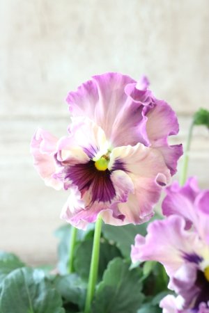 画像3: Fee des neiges~Monet Meules~ "フェデネージュ ~モネ 積みわら~" No.93