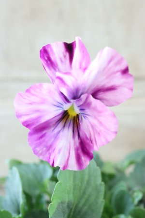 画像2: 絞り咲きビオラ evolve "stripe"~エボルベ ストライプ~ No.28