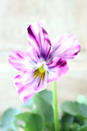 画像3: 絞り咲きビオラ evolve "stripe"~エボルベ ストライプ~ No.23