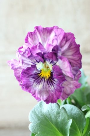 画像1: Fee des neiges Crepe "フェデネージュ クレープ" No.107