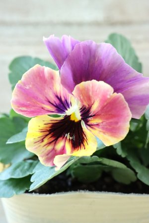 画像3: 絞り咲きビオラ evolve "stripe"~エボルベ ストライプ~ No.10