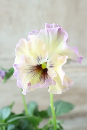 画像2: Fee des neiges~Monet Meules~ "フェデネージュ ~モネ 積みわら~" No.94