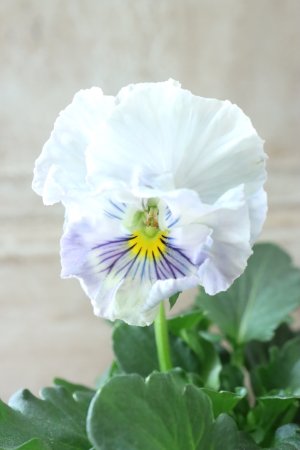 画像1: Fee des neiges Crepe "フェデネージュ クレープ" No.116