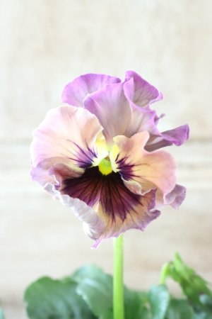 画像2: Fee des neiges~Monet Meules~ "フェデネージュ ~モネ 積みわら~" No.91