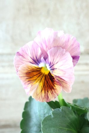 画像1: 絞り咲きビオラ evolve "stripe"~エボルベ ストライプ~ No.5