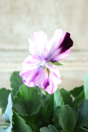 画像3: 絞り咲きビオラ evolve "stripe"~エボルベ ストライプ~ No.2