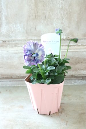 画像4: Fee des neiges~Toy Poo~ "フェデネージュ ~トイプー~" No.38