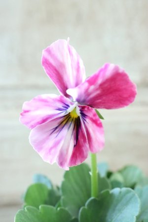 画像2: 絞り咲きビオラ evolve "stripe"~エボルベ ストライプ~ No.7