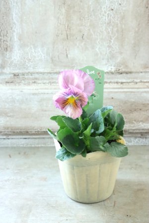 画像4: 絞り咲きビオラ evolve "stripe"~エボルベ ストライプ~ No.27