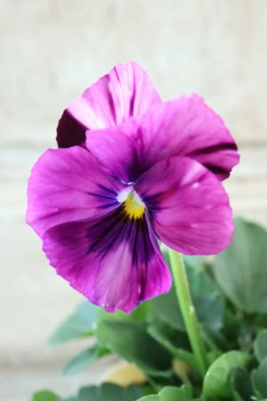 画像2: 絞り咲きビオラ evolve "stripe"~エボルベ ストライプ~ No.18