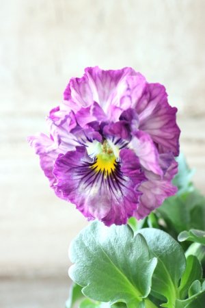 画像3: Fee des neiges Crepe "フェデネージュ クレープ" No.107