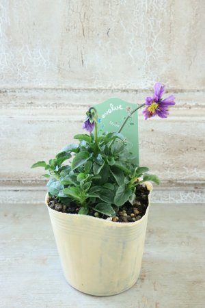 画像4: 絞り咲きビオラ evolve "stripe"~エボルベ ストライプ~ No.16