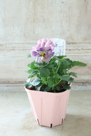 画像4: Fee des neiges Crepe "フェデネージュ クレープ" No.106