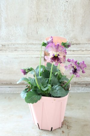 画像4: Fee des neiges~Monet Meules~ "フェデネージュ ~モネ 積みわら~" No.93