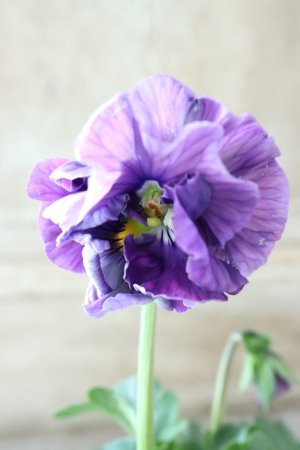 画像1: Fee des neiges Crepe "フェデネージュ クレープ" No.111