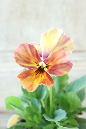 画像2: 絞り咲きビオラ evolve "stripe"~エボルベ ストライプ~ No.14