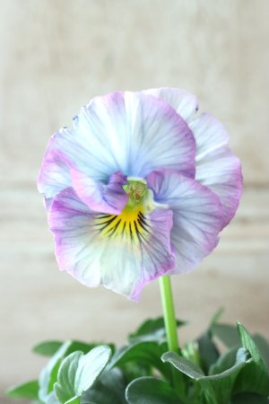 画像3: Fee des neiges Crepe "フェデネージュ クレープ" No.110