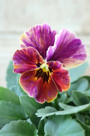 画像2: 絞り咲きビオラ evolve "stripe"~エボルベ ストライプ~ No.25