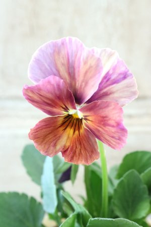 画像2: 絞り咲きビオラ evolve "stripe"~エボルベ ストライプ~ No.15