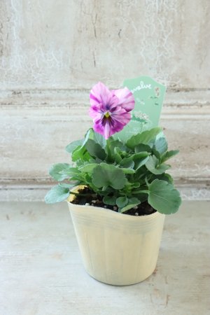 画像4: 絞り咲きビオラ evolve "stripe"~エボルベ ストライプ~ No.32