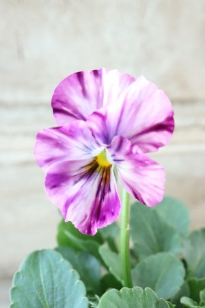 画像3: 絞り咲きビオラ evolve "stripe"~エボルベ ストライプ~ No.39