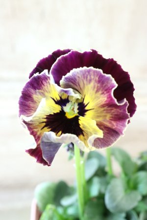 画像1: Fee des neiges~Toy Poo~ "フェデネージュ ~トイプー~" No.37