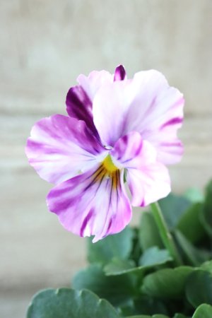 画像2: 絞り咲きビオラ evolve "stripe"~エボルベ ストライプ~ No.17