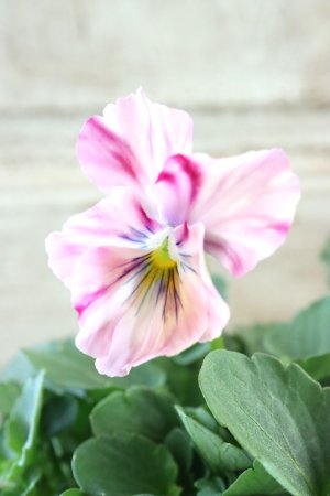 画像2: 絞り咲きビオラ evolve "stripe"~エボルベ ストライプ~ No.1