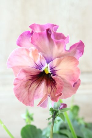 画像2: Fee des neiges~Monet Meules~ "フェデネージュ ~モネ 積みわら~" No.92