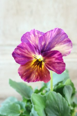 画像2: 絞り咲きビオラ evolve "stripe"~エボルベ ストライプ~ No.36