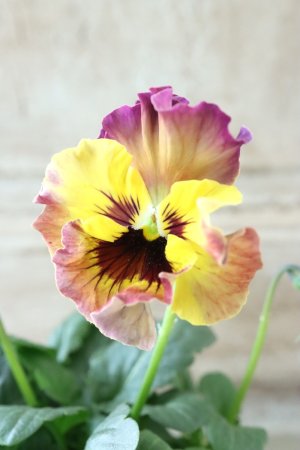 画像1: Fee des neiges~Monet Meules~ "フェデネージュ ~モネ 積みわら~" No.95