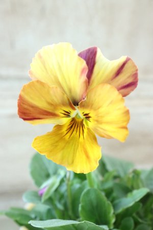 画像2: 絞り咲きビオラ evolve "stripe"~エボルベ ストライプ~ No.24