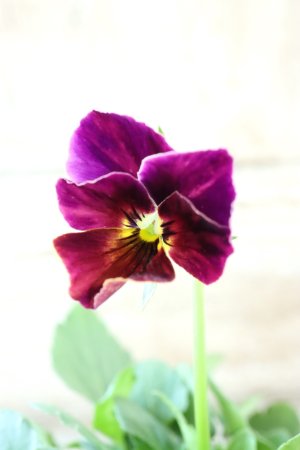 画像3: 絞り咲きビオラ evolve "stripe"~エボルベ ストライプ~ No.4