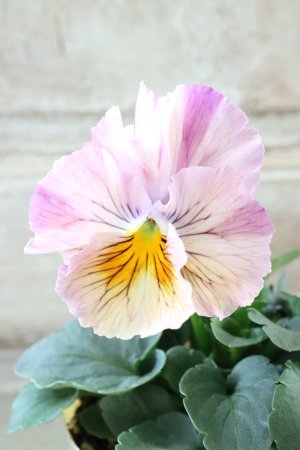 画像2: 絞り咲きビオラ evolve "stripe"~エボルベ ストライプ~ No.38